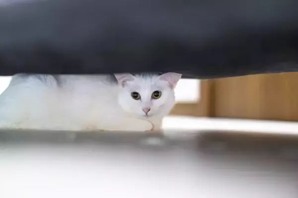 猫を『不安な気持ち』にさせてしまうNG行動4選　ストレスにつながるリスクから改善策まで
