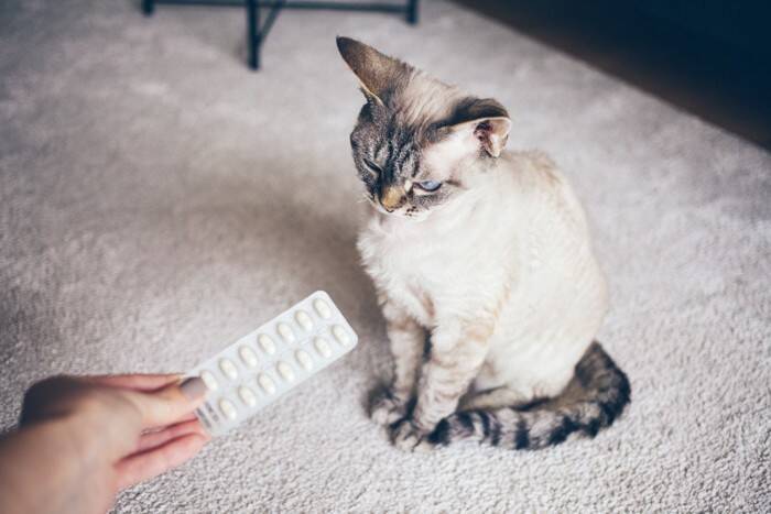 猫を『不安な気持ち』にさせてしまうNG行動4選　ストレスにつながるリスクから改善策まで
