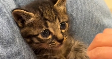 足の上でくつろぐ子猫→『手をパー』にして見せると…尊い光景が1287万再生「何時間でも見ていられる」「生まれてきてくれてありがとう」