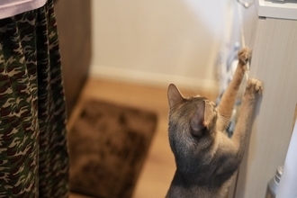 猫がやりがちな『イタズラ』を防ぐための方法3選　伝え方のポイントや飼い主が工夫できること