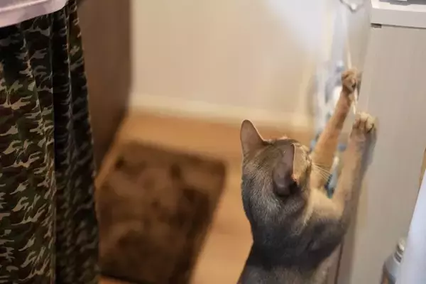 猫がやりがちな『イタズラ』を防ぐための方法3選　伝え方のポイントや飼い主が工夫できること