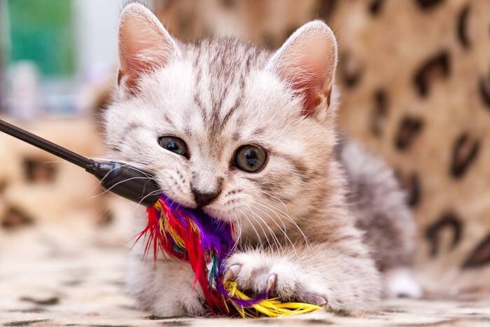 猫がやりがちな『イタズラ』を防ぐための方法3選　伝え方のポイントや飼い主が工夫できること