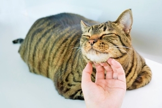 猫が『目を細める』ときに隠された心理3つ　愛情表現の証？上手な接し方とは