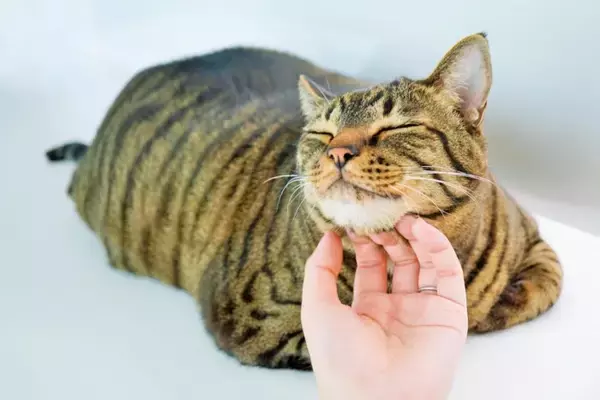 猫が『目を細める』ときに隠された心理3つ　愛情表現の証？上手な接し方とは
