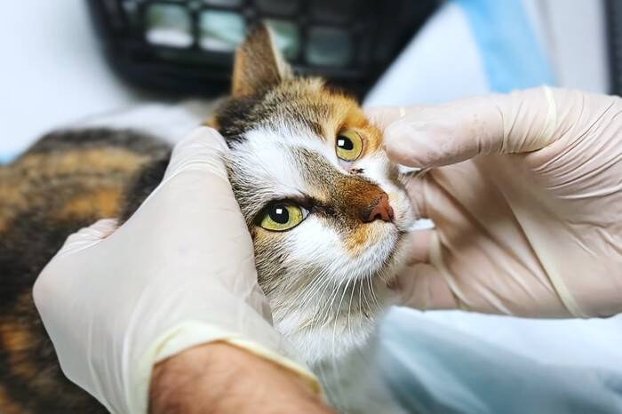 猫が『目を細める』ときに隠された心理3つ　愛情表現の証？上手な接し方とは