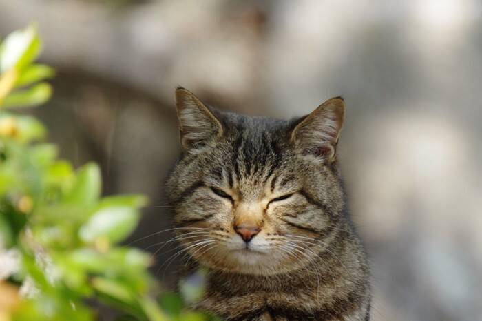 猫が『目を細める』ときに隠された心理3つ　愛情表現の証？上手な接し方とは