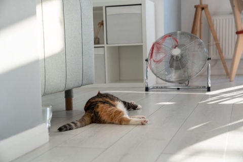 猫が心の中で『ガマンしていること』4つ　気付いてあげたいサインから改善のヒントまで