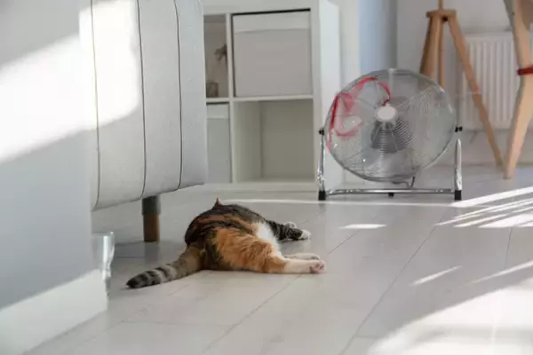 猫が心の中で『ガマンしていること』4つ　気付いてあげたいサインから改善のヒントまで