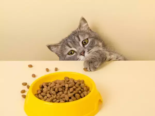 猫が『食器からご飯を出して食べる』ときの理由4つ　食べにくさが原因？見直したいポイントも