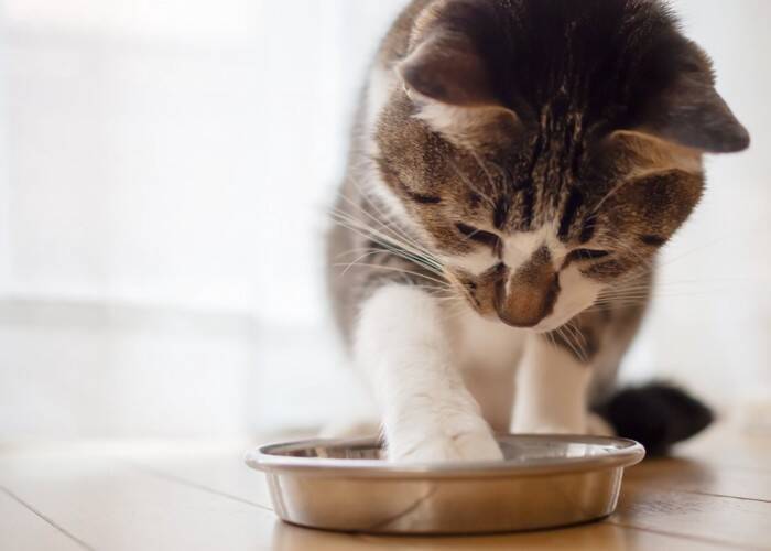 猫が『食器からご飯を出して食べる』ときの理由4つ　食べにくさが原因？見直したいポイントも