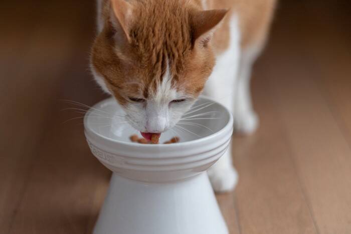 猫が『食器からご飯を出して食べる』ときの理由4つ　食べにくさが原因？見直したいポイントも