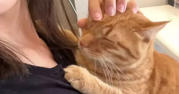 ママに抱っこされて『幸せそうな表情をする甘えん坊猫』→帰ってきた娘に猫吸いされると…まさかの反応が12万再生「めっちゃ笑ったｗ」