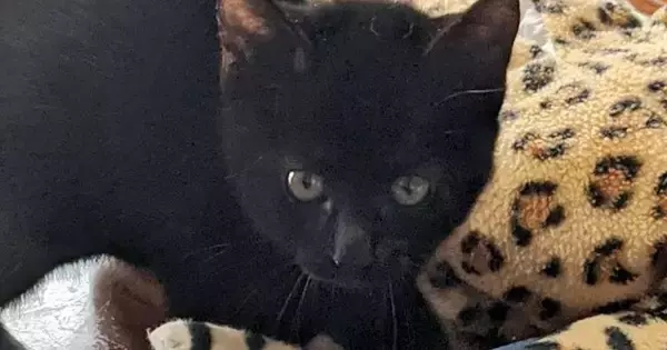 毛を逆立てて『やんのか』していた小さな子猫→成長すると…貫禄たっぷりな『5年後の光景』に「洗練されてる」「どちらも尊い」と115万表示