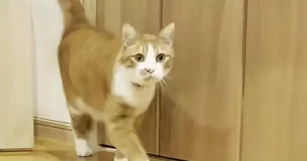 小さな頃から『マザコンの猫』→ママに『名前を呼ばれる』と…驚きの光景に「本当にすごい」「きっと前世でも一緒にいたんだろうね」の声