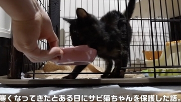 子猫を保護した初日…あまりにも早すぎる『嘘みたいな展開』が10万2000再生「3分足らずでｗ」「素晴らしく幸運の持ち主」の声