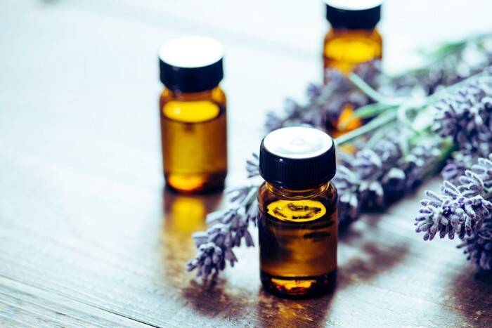 猫の命を奪いかねない『危険なハーブ』5選　嗅ぐだけで体調を崩してしまうものも