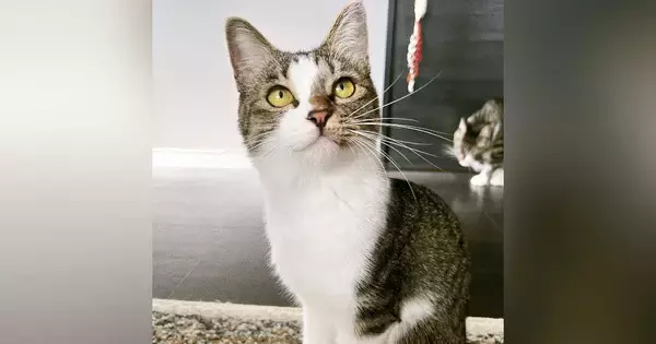 夏毛のときはシュッとしていた猫→『冬毛』になると……たまらない『見た目の変化』に３万いいね「違う子すぎて可愛い」「ダイブしたい」