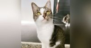 夏毛のときはシュッとしていた猫→『冬毛』になると……たまらない『見た目の変化』に３万いいね「違う子すぎて可愛い」「ダイブしたい」