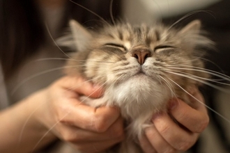 『幸せを感じている猫』がみせるサイン5選　より満足させるコツや仕草の意味をご紹介