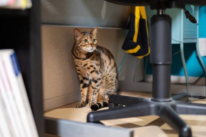 『幸せを感じている猫』がみせるサイン5選　より満足させるコツや仕草の意味をご紹介