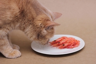 猫に食べさせてはいけない『危険な魚介類』5選　命に関わる恐れや食べた場合の対処法も解説