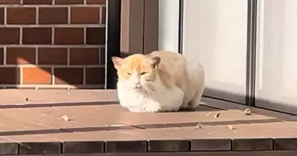ひとりぼっちでゴミを漁って生活『左腕が曲がっている野良猫』が保護された結果…「泣かずにはいられない」「表情の変化に涙」心温まる話に反響