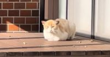 ひとりぼっちでゴミを漁って生活『左腕が曲がっている野良猫』が保護された結果…「泣かずにはいられない」「表情の変化に涙」心温まる話に反響