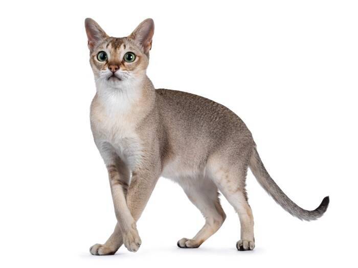 『大きくなりにくい』と言われている小柄な猫種4選　それぞれの性格や特徴から飼い方のポイントまで