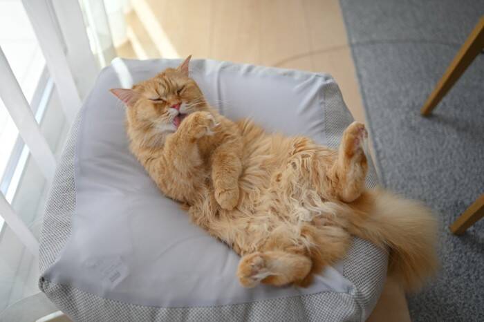 『大きくなりにくい』と言われている小柄な猫種4選　それぞれの性格や特徴から飼い方のポイントまで