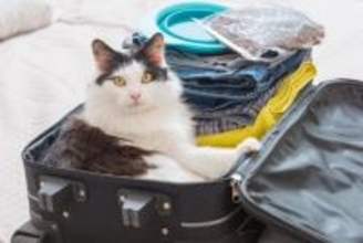 猫を『旅行に連れて行く』前に検討すべき注意点6つ　必要になる準備や負担を減らす方法も解説