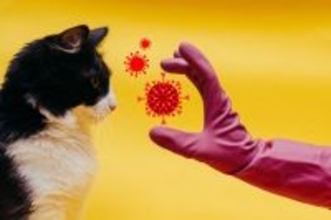 猫が発症する『伝染性腹膜炎（FIP）』とは？原因や表れる症状、最新の治療法まで解説