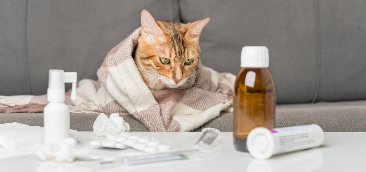 猫が発症する『伝染性腹膜炎（FIP）』とは？原因や表れる症状、最新の治療法まで解説