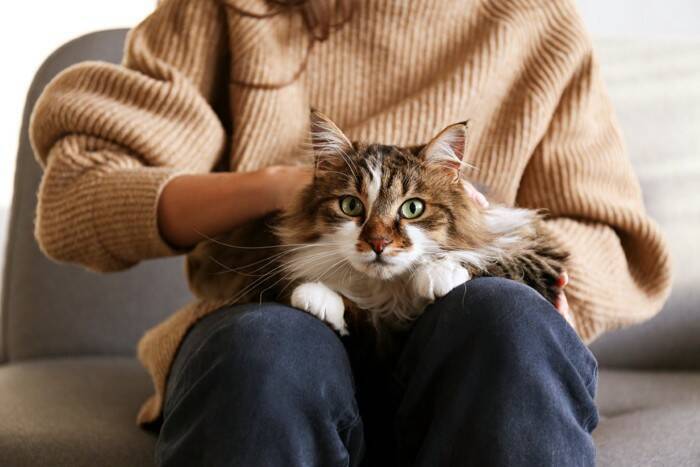 猫が発症する『伝染性腹膜炎（FIP）』とは？原因や表れる症状、最新の治療法まで解説