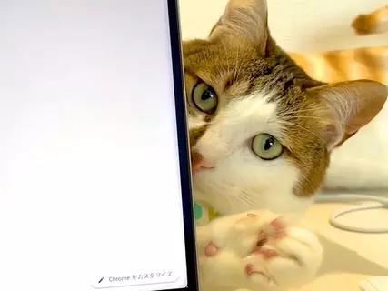 パソコンで作業中、猫が気を引こうとして…思わず許してしまう『妨害行為』が29万再生「ギリギリを分かってて攻める」「一緒にいたいんだよね」