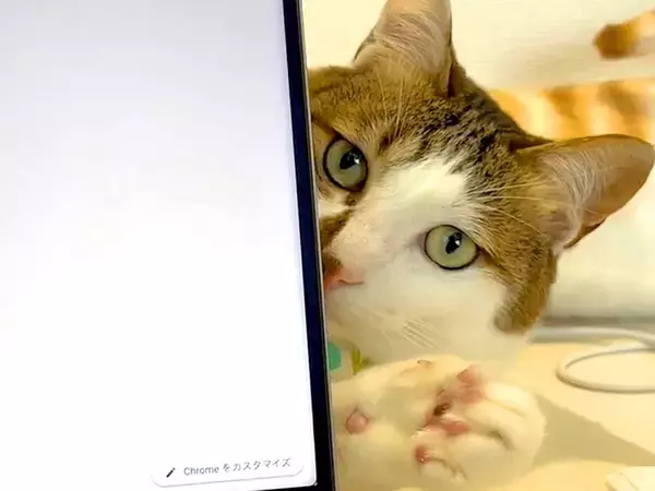 パソコンで作業中、猫が気を引こうとして…思わず許してしまう『妨害行為』が29万再生「ギリギリを分かってて攻める」「一緒にいたいんだよね」