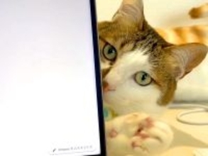 パソコンで作業中、猫が気を引こうとして…思わず許してしまう『妨害行為』が29万再生「ギリギリを分かってて攻める」「一緒にいたいんだよね」