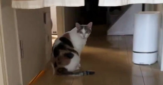トイレの前で『出待ちしていた猫』→なぜか人間が後ろから現れると…まさかのリアクションに３万いいね「偽物だと思われてる？ｗ」「頭いいね」