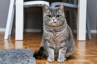 『怒らない猫』が隠しているホンネ4つ　実際はどう思っているの？飼い主が気を付けたいことまで