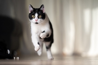 猫が全力疾走すると『驚くほど速い』理由3つ　最高速度はどのくらい？優れた身体能力をご紹介