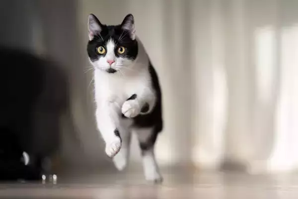 猫が全力疾走すると『驚くほど速い』理由3つ　最高速度はどのくらい？優れた身体能力をご紹介