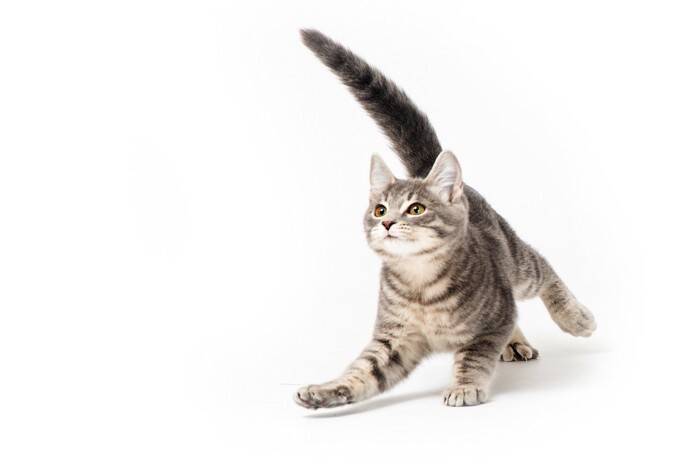 猫が全力疾走すると『驚くほど速い』理由3つ　最高速度はどのくらい？優れた身体能力をご紹介
