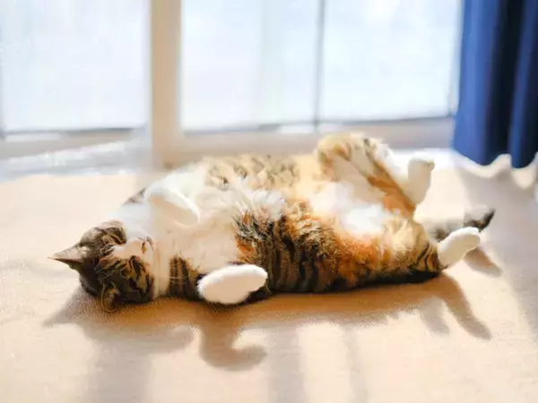 愛猫からの『信頼度』をチェックする方法5つ　あなたに心を許しているサインや関係を深める秘訣まで