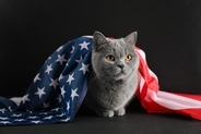 ケネディ大統領に「くしゃみ」をさせた子猫　死後もなお、その写真が競売で高値をつけて、人々の話題に　米国