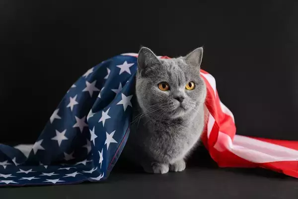ケネディ大統領に「くしゃみ」をさせた子猫　死後もなお、その写真が競売で高値をつけて、人々の話題に　米国