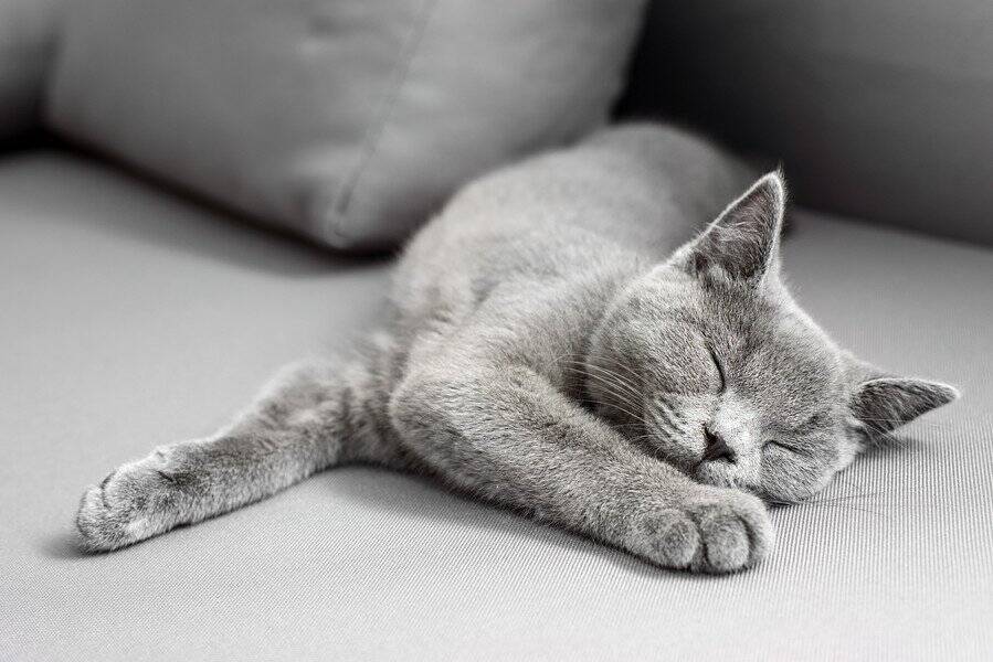 ケネディ大統領に「くしゃみ」をさせた子猫　死後もなお、その写真が競売で高値をつけて、人々の話題に　米国