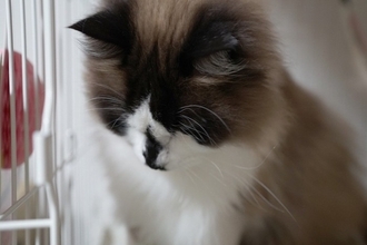 猫を『動物病院で即受診すべき』4つの危険な症状　様子見が命取りになるケースとは