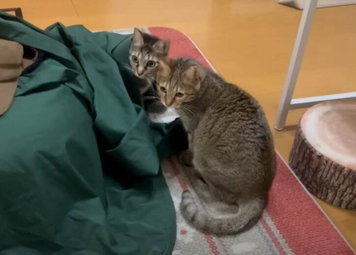 どうしてもママに抱っこしてほしい猫→応じざるを得ない『おねだりの様子』に笑顔になる人続出「甘えっぷりが可愛い」「ニヤニヤした」