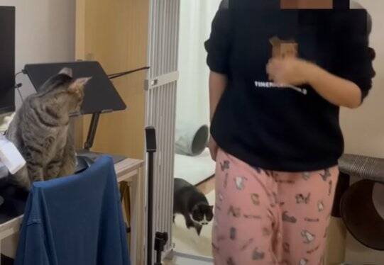 どうしてもママに抱っこしてほしい猫→応じざるを得ない『おねだりの様子』に笑顔になる人続出「甘えっぷりが可愛い」「ニヤニヤした」