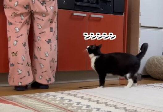 どうしてもママに抱っこしてほしい猫→応じざるを得ない『おねだりの様子』に笑顔になる人続出「甘えっぷりが可愛い」「ニヤニヤした」