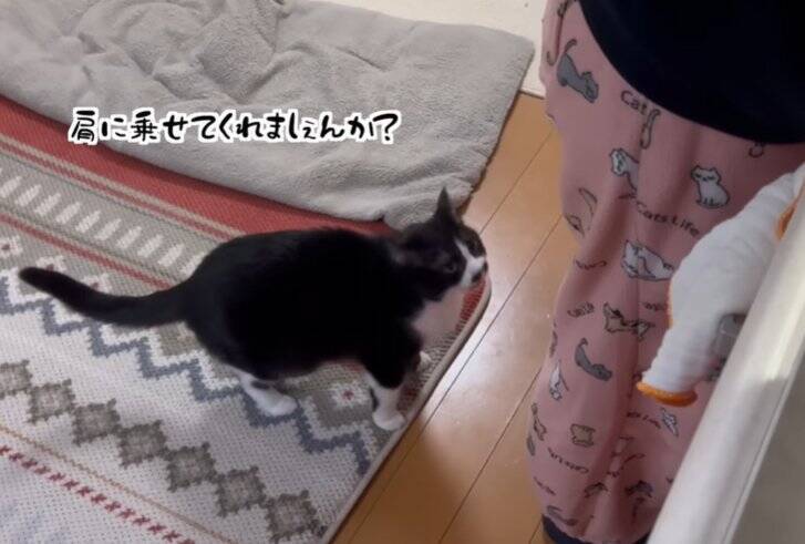 どうしてもママに抱っこしてほしい猫→応じざるを得ない『おねだりの様子』に笑顔になる人続出「甘えっぷりが可愛い」「ニヤニヤした」